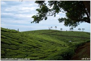 Lee más sobre el artículo En coche desde Thekkady hasta Varkala. Plantaciones de te de Kumily.