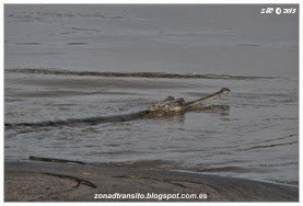 Cocodrilo Parque Nacional de Chitwan