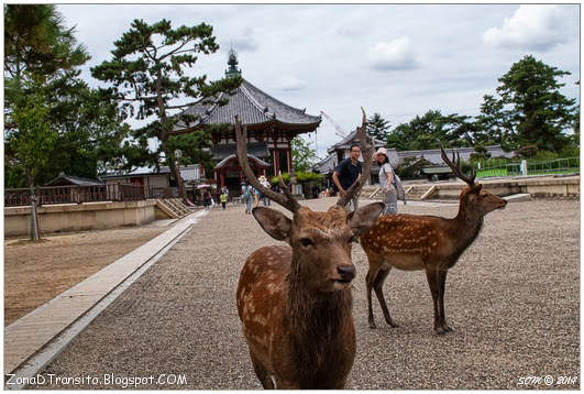 Nara Templo Kofuku-ji Kioto