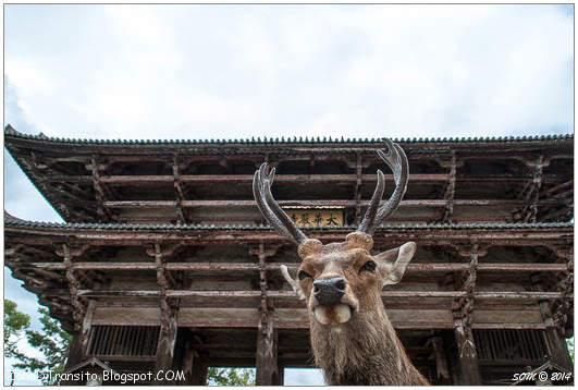 Ciervos en Nara Templo Kofuku-ji Kioto