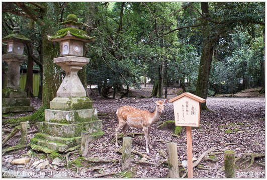 Santuario Kasuga Taisha