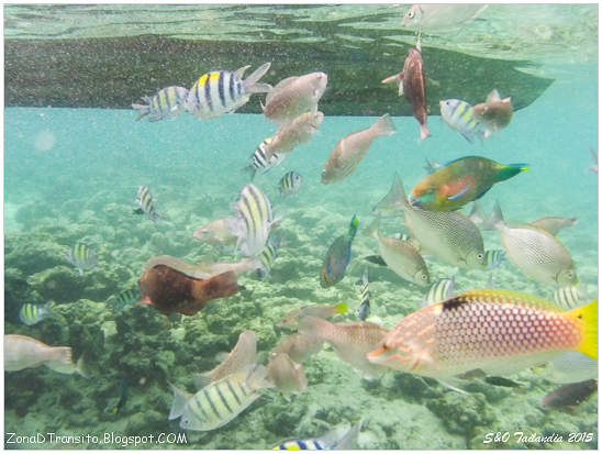 Peces de colores en la isla de Phi PHi