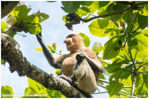 Lee más sobre el artículo Parque Nacional de Bako. Trekking de Tanjung Sapi y vuelta a Kuching