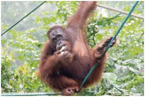 Lee más sobre el artículo Que ver en Kuching: Orangutanes (Semenggoh), cocodrilos y cuevas.