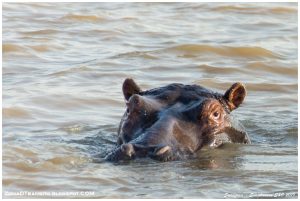 Lee más sobre el artículo Que ver en Santa Lucia (Sudáfrica): P.N. Isimangaliso y estuario.