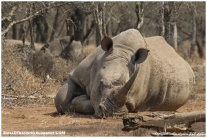 Lee más sobre el artículo Que ver en Suazilandia (Esuatini): Safari en Hlane y Valle de Ezulwini.