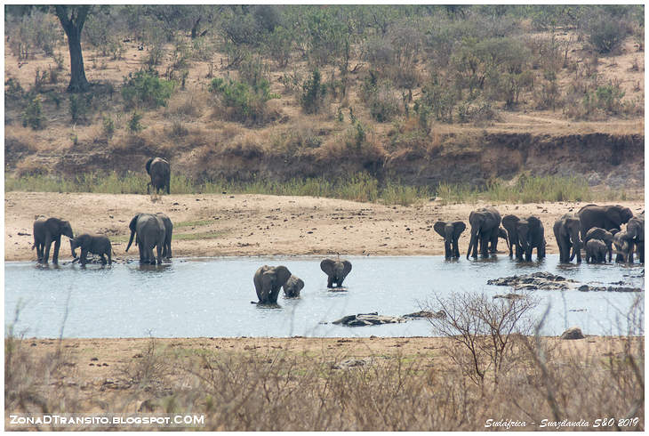 Lee más sobre el artículo Safari en Kruger. Alojamiento en el campamento de Lower Sabie