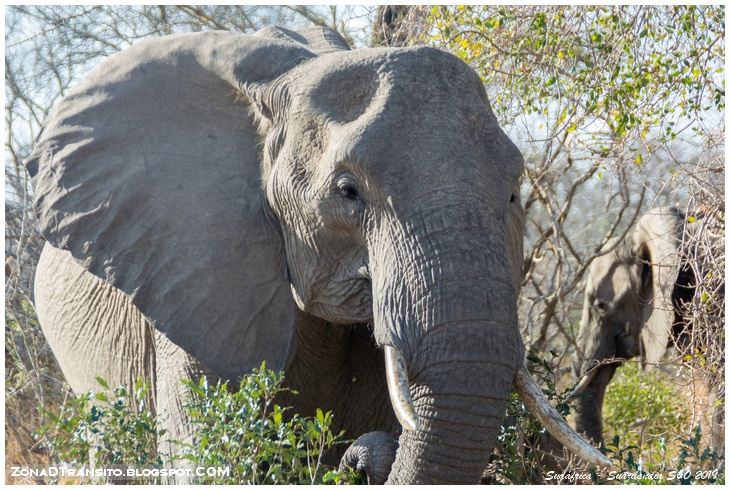 Lee más sobre el artículo Safari en Kruger. De Lower Sabie a Sukuza.