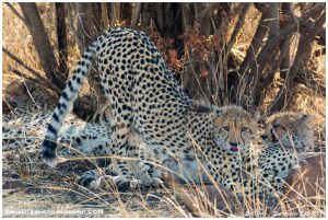 Lee más sobre el artículo Safari en Kruger. Rodeados de guepardos en el campamento de Satara.