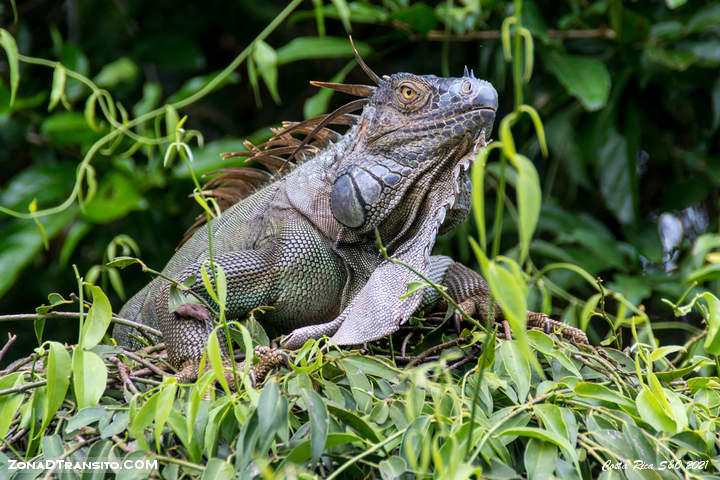 Iguana en Tortuguero