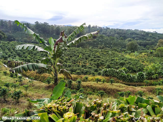 Cafetales Costa Rica