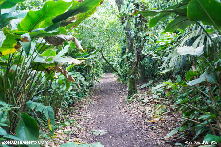 Sendero Jaguar Tortuguero