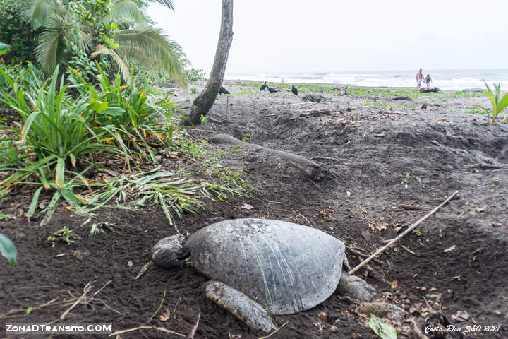 Tortugua en Tortuguero