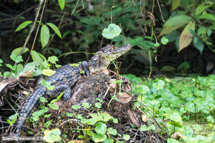 Excursion canoa Tortuguero