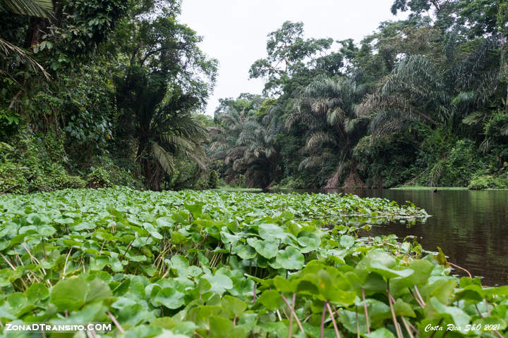 Excursion canoa Tortuguero