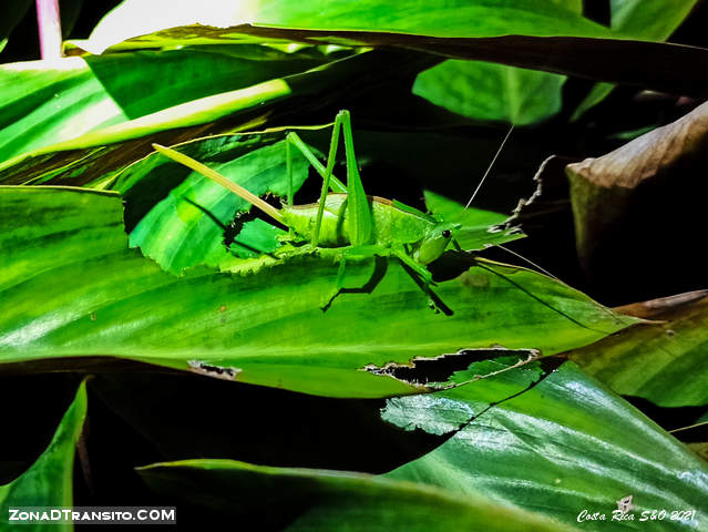 Insecto nocturno Costa Rica