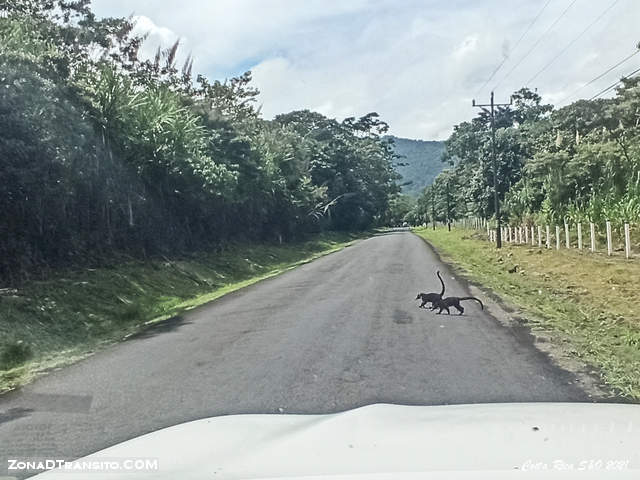 Coatis en el Parque Nacionl de Volcan Arenal