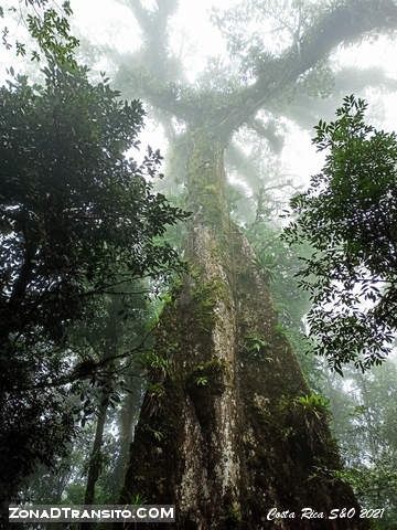 Ceiba de la Paz