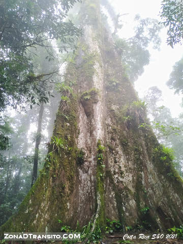 Arbol de la Paz Rio Celeste