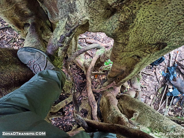 Escalando Ficus Hueco Monteverde