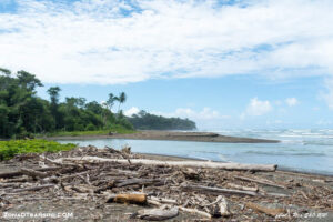 Lee más sobre el artículo Excusión por el Parque Nacional de Corcovado. Estación La Sirena