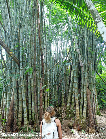 Bosque Bambus Bahia de Drake