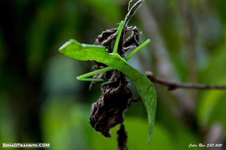 Bicho hoja Corcovado