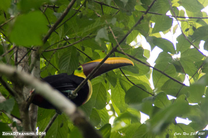 Tucan Corcovado