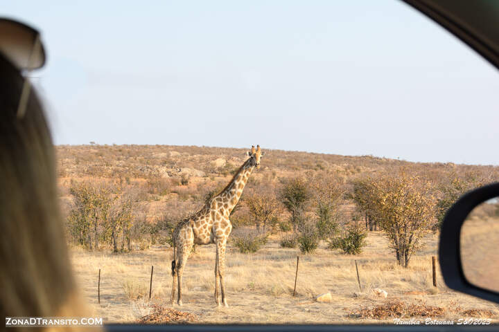 Safari por Etosha