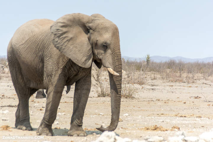 Elefantes durante safari por Etosha