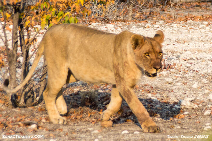 Leones durante el safari por Etosha