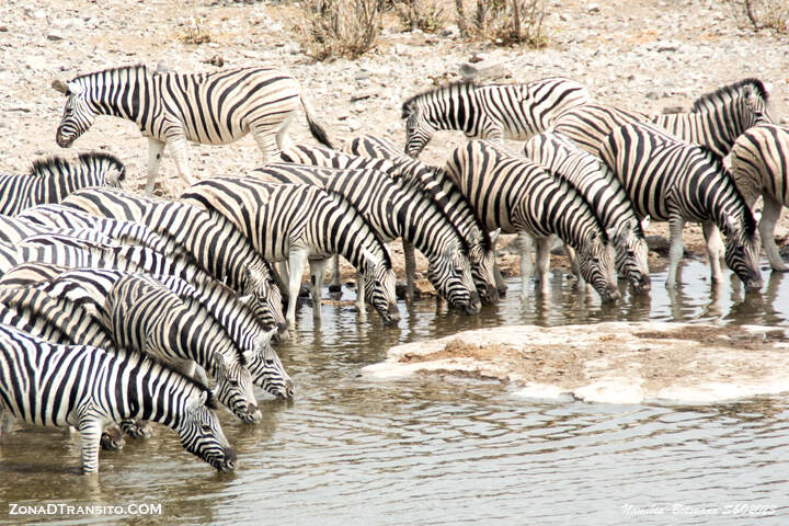 Hacer un safari en Etosha