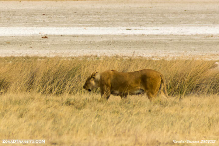 Etosha durante el safari