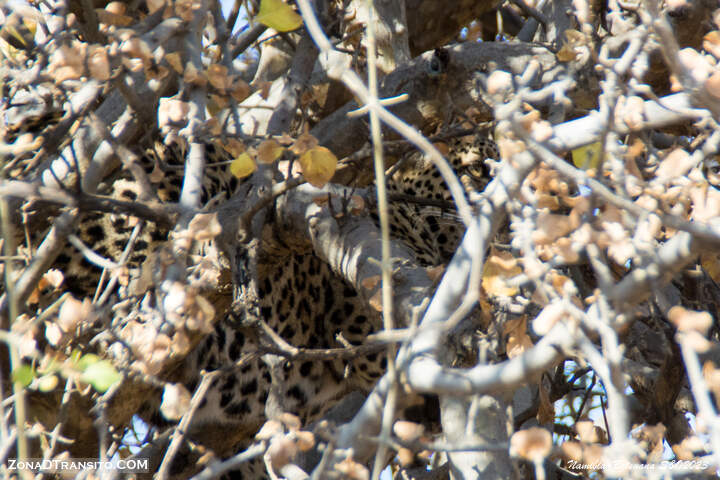 Leopardo en Chobe