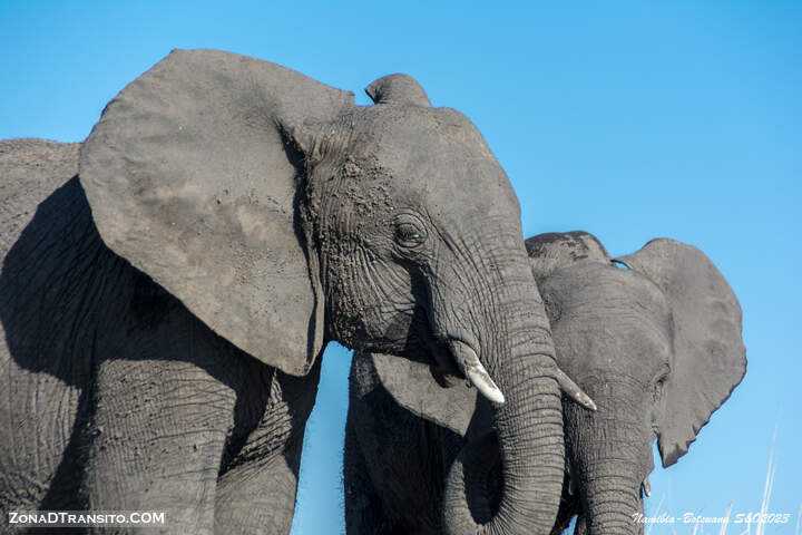 Parque Nacional de Chobe