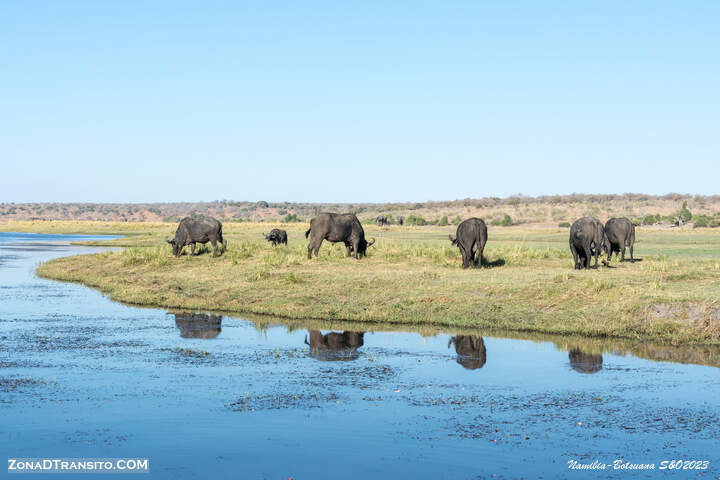 Safari en Parque Nacional de Chobe