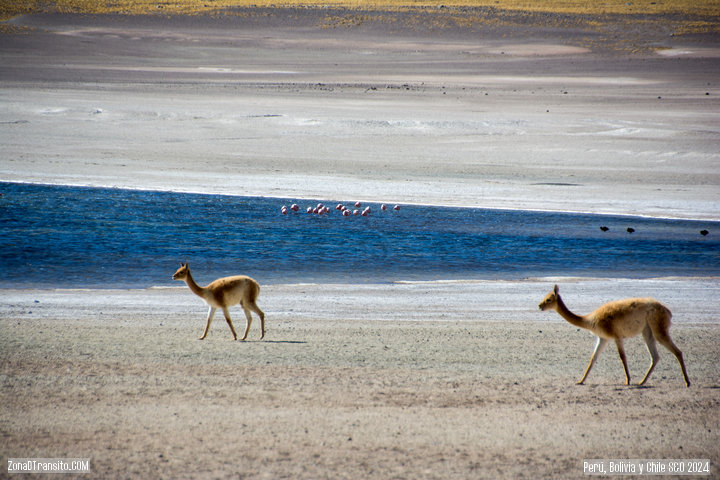 Laguna Altiplanicas. Desierto de Atacama