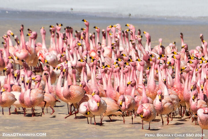 Tour Uyuni Reserva Eduardo Avaroa. Laguna Colorada