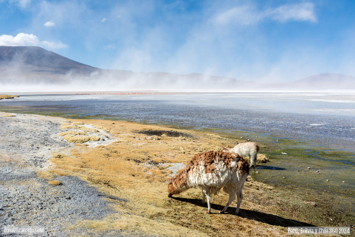 Tour Uyuni Reserva Eduardo Avaroa. Laguna Colorada