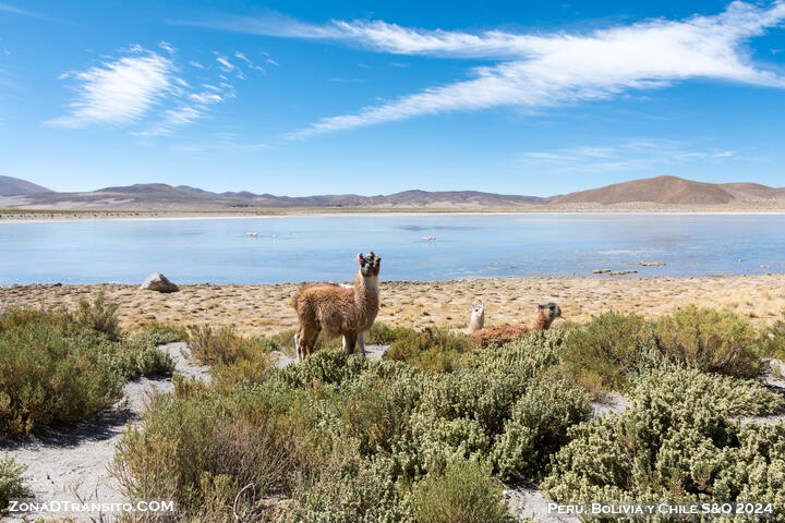 Laguna Vinto. Tour Eduardo Avaroa. Bolivia