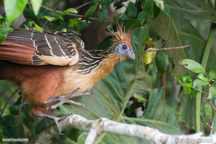 Aves Puerto Maldonado