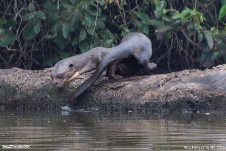 La pasarela de madera termina en una pequeña ensenada. Es el momento de subirse en el bote y empezar a reamar por un estrecho canal que comunica el interior de la selva con el lago. Aquí es posible ver monos, tortugas, y muchas aves, como loros, guacamayos, matines pescadores, garzas ...