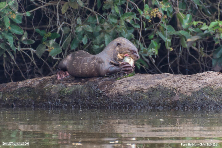Nutrias gigantes Puerto Maldonado Lago Sandoval