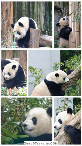 Osos Panda Chengdu viaje China